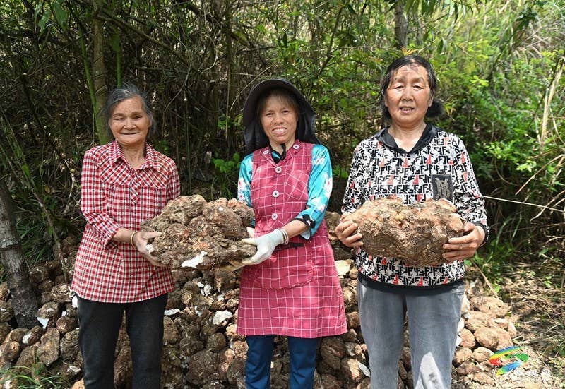 平头镇：探索“松材线虫疫木防治+茯苓种植”模式助增收