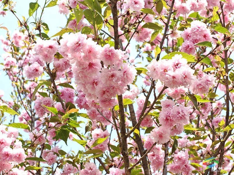 走！去黄板赏樱花邂逅一场浪漫