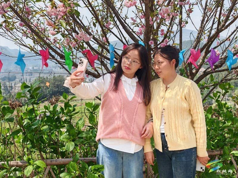 走！去黄板赏樱花邂逅一场浪漫