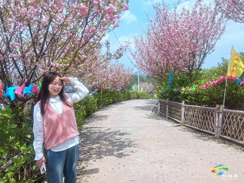 走！去黄板赏樱花邂逅一场浪漫