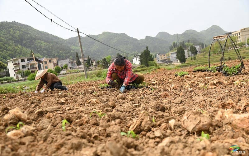 松桃：春耕生产正当时 大豆玉米种植忙