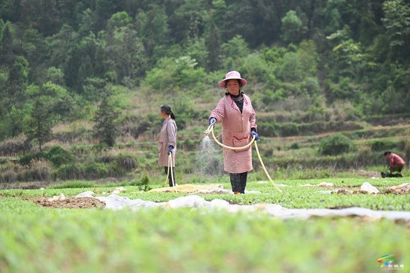 松桃：春耕生产正当时 大豆玉米种植忙