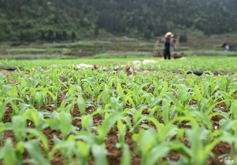 松桃：春耕生产正当时 大豆玉米种植忙