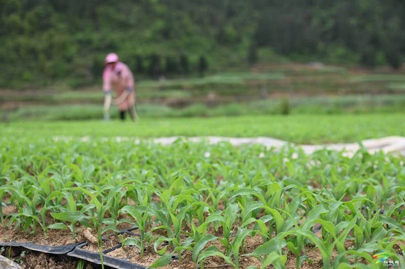 松桃：春耕生产正当时 大豆玉米种植忙