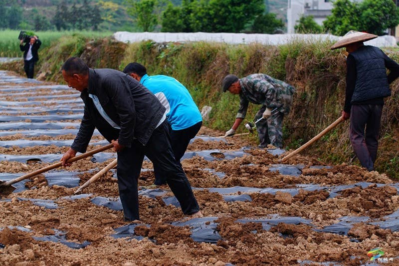 妙隘乡：辣椒种植忙，乡村焕新光