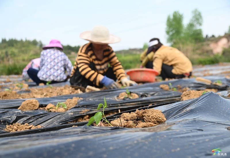 松桃：3万亩辣椒移栽正当时