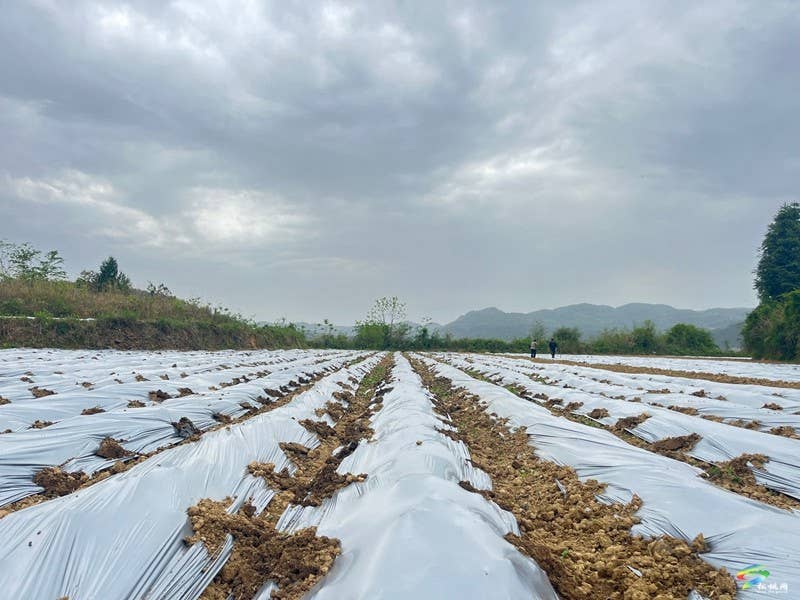木树镇：“谷雨”时节田间地头春耕忙