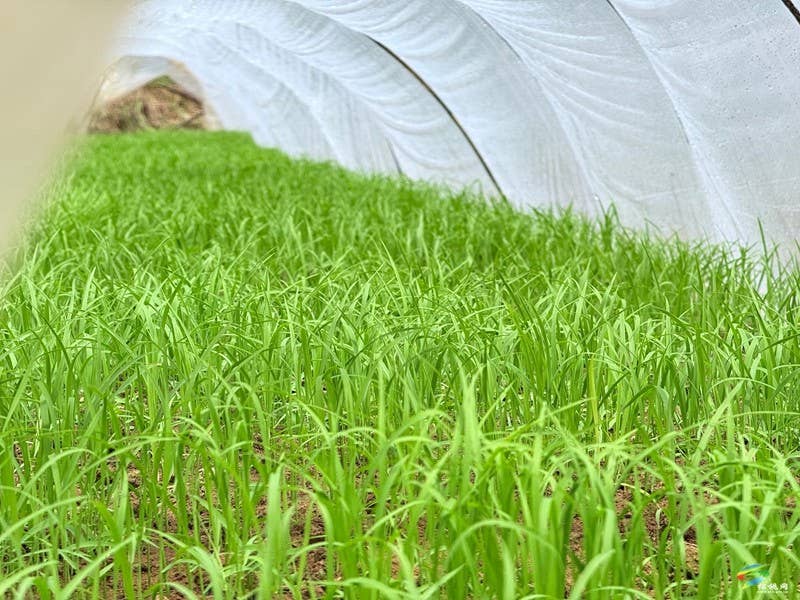 木树镇：“谷雨”时节田间地头春耕忙