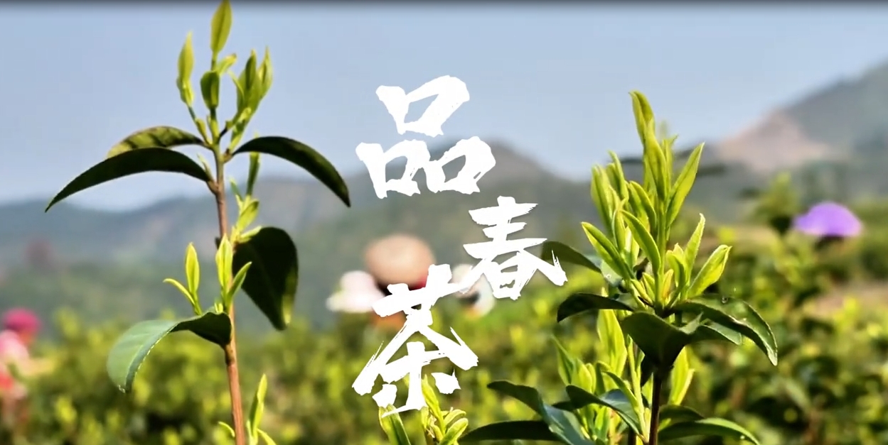 平头春茶