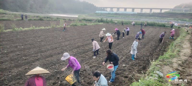 妙隘乡：春耕进行时  花生播种绘新篇