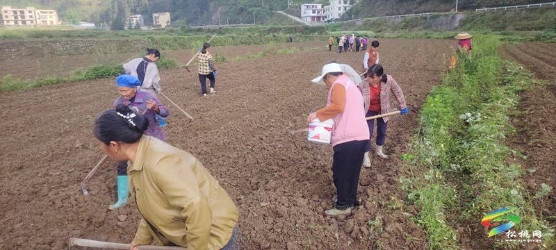 妙隘乡：春耕进行时  花生播种绘新篇
