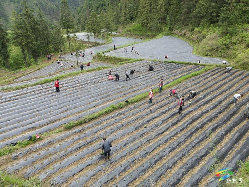 甘龙镇：志愿服务进田间  辣椒生产展风采