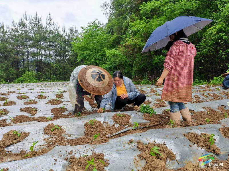 迓驾镇千亩订单托底  小辣椒变身“致富密码”