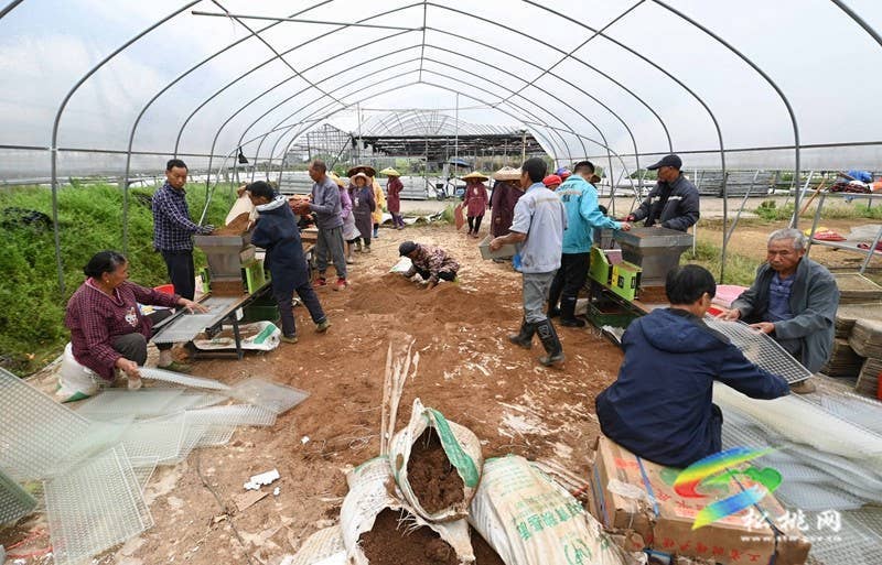 【乡村振兴·田野劳动图鉴】松桃“新农人”雷建军：“头雁”领飞产业丰