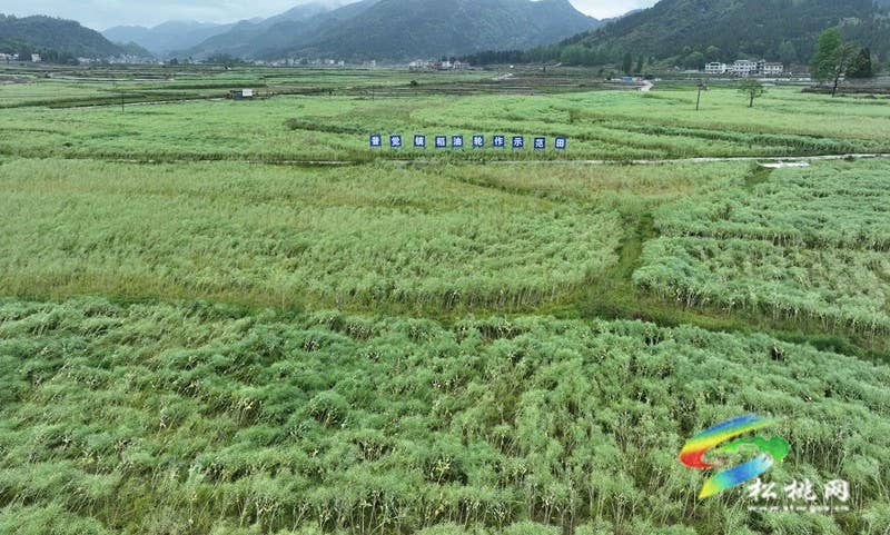 【乡村振兴·田野劳动图鉴】松桃“新农人”雷建军：“头雁”领飞产业丰