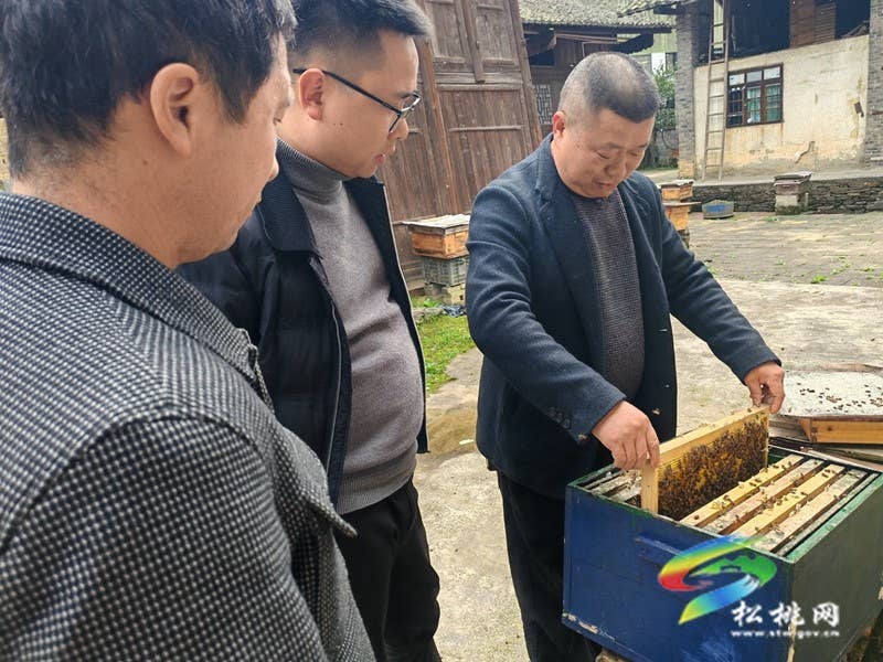 甘龙镇大树村：依托生态优势  发展蜂蜜产业