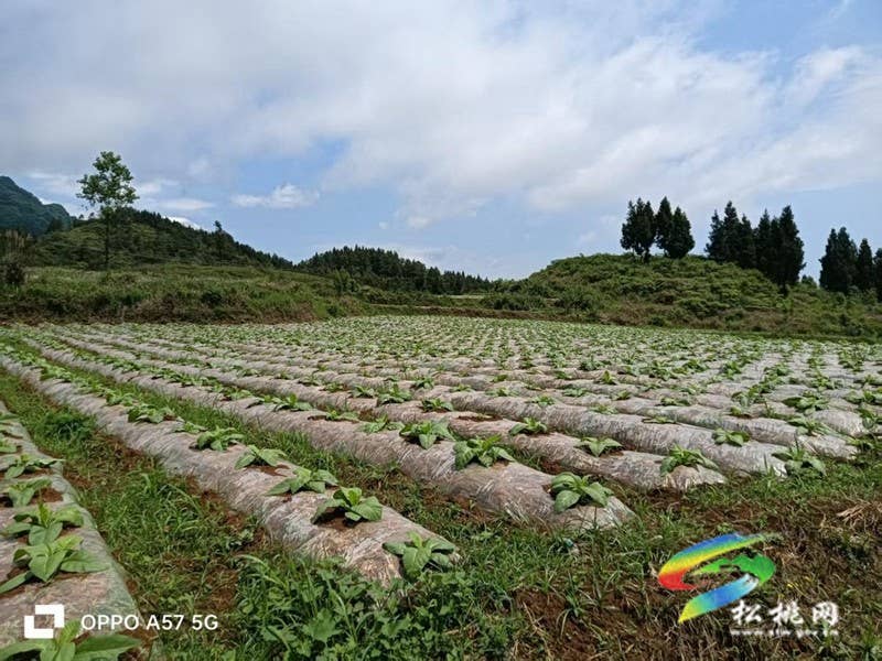普觉镇：烤烟产业焕新颜 乡村振兴铺新篇