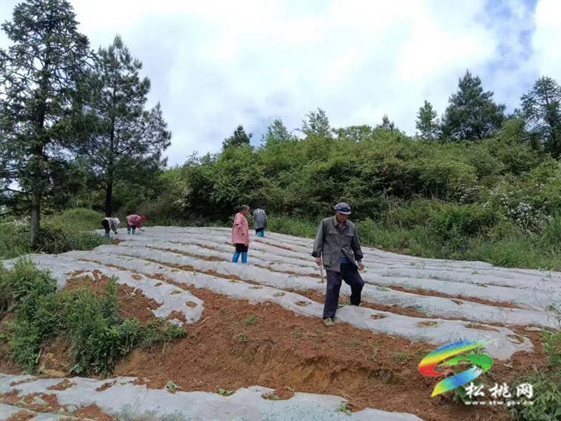 普觉镇：烤烟产业焕新颜 乡村振兴铺新篇