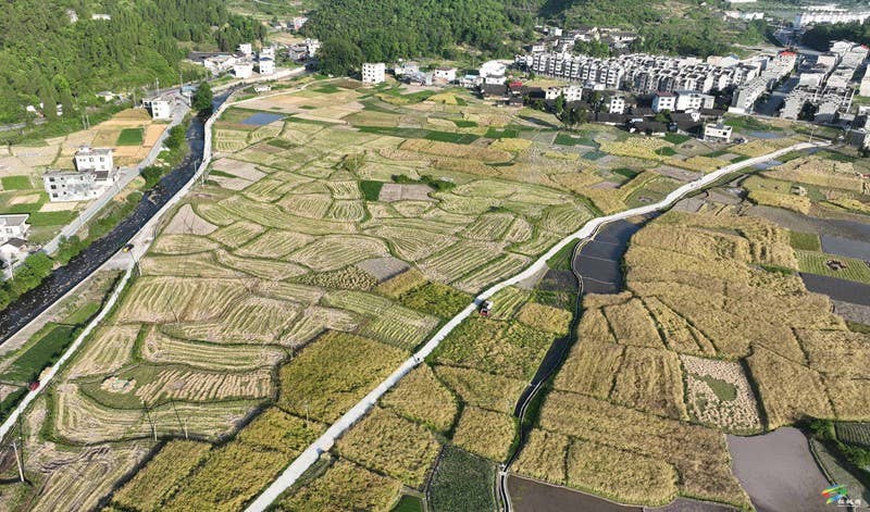 松桃：14.24万亩油菜迎采收  农机助力颗粒归仓