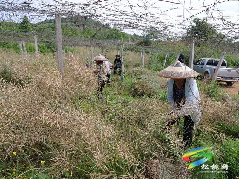 松桃:栝楼套种油菜喜获丰收