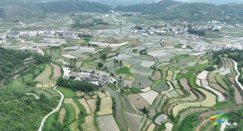 松桃:26.5万亩水稻移栽全面铺开