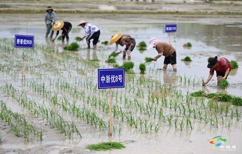 松桃:26.5万亩水稻移栽全面铺开