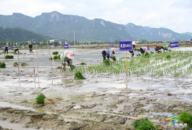 松桃:26.5万亩水稻移栽全面铺开