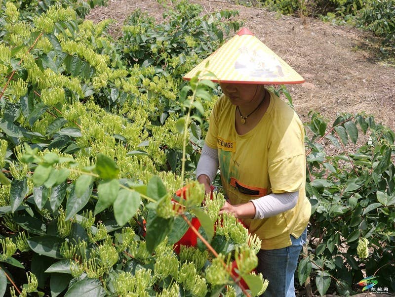 甘龙镇2000亩山银花采出“金银”来