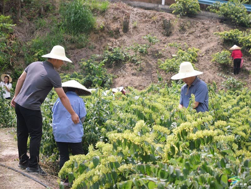 甘龙镇2000亩山银花采出“金银”来