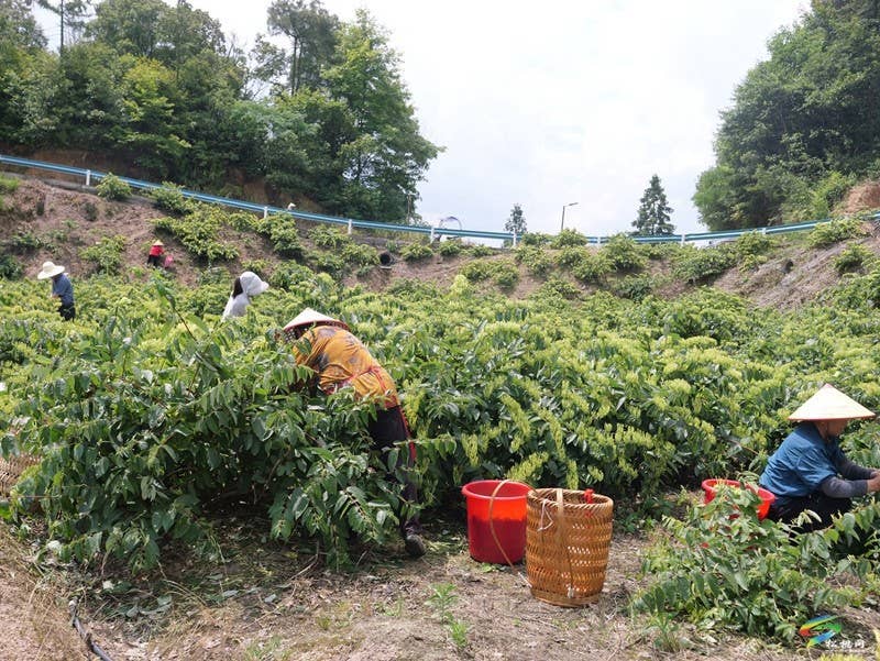 甘龙镇2000亩山银花采出“金银”来