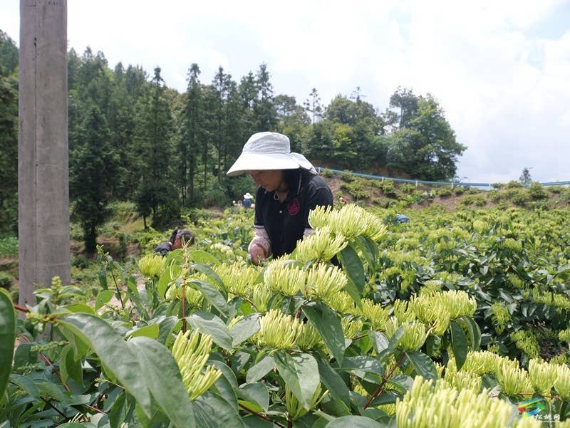 甘龙镇2000亩山银花采出“金银”来