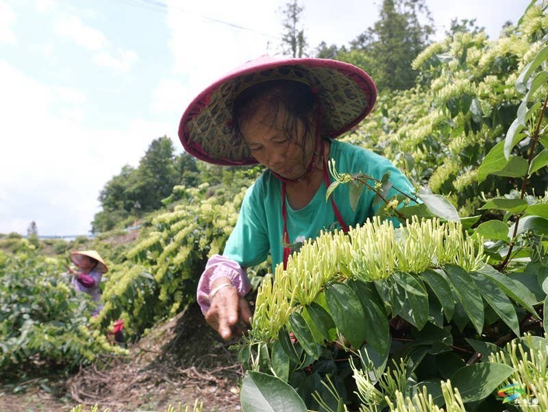 甘龙镇2000亩山银花采出“金银”来