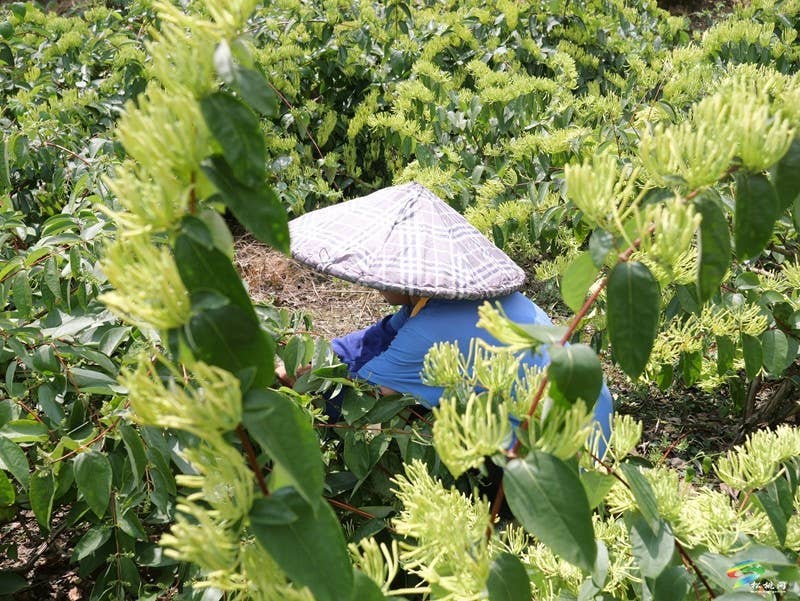 甘龙镇2000亩山银花采出“金银”来