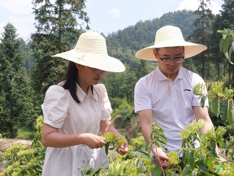 甘龙镇2000亩山银花采出“金银”来