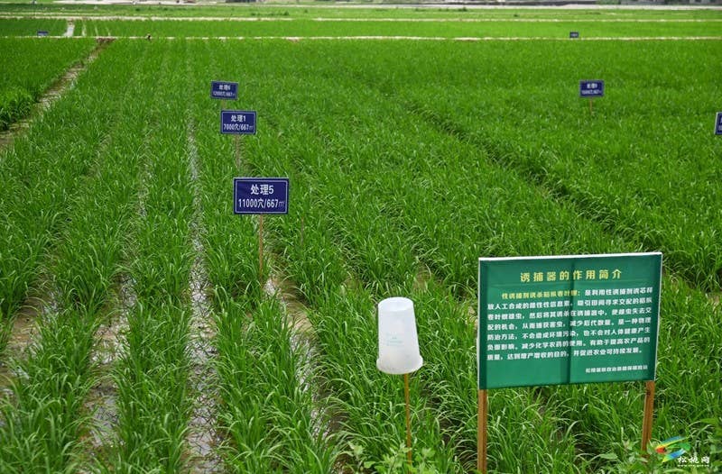 乌罗镇：植保无人机管护水稻忙