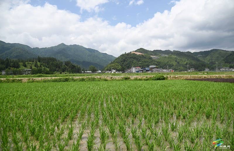 乌罗镇：植保无人机管护水稻忙