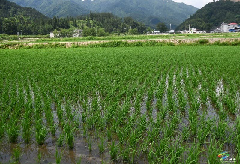 乌罗镇：植保无人机管护水稻忙