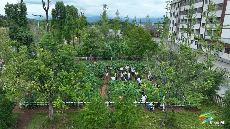 学科知识融入“劳育”  促“五育”协调发展