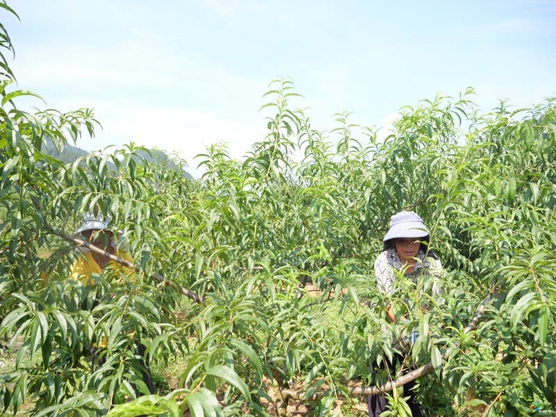 果香四溢富乡村——普觉镇特色水果产业喜迎丰收季
