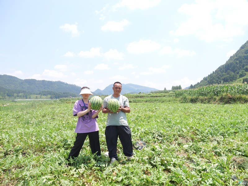 果香四溢富乡村——普觉镇特色水果产业喜迎丰收季