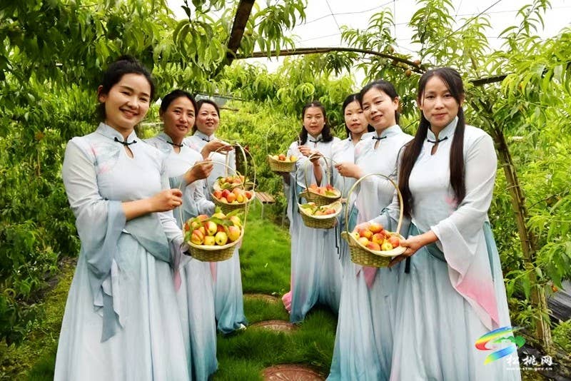 妙隘寨石农庄：“三端四新”绘就智慧果园新图景