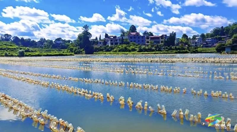 黄板镇：沃野织锦绣 百花齐放产业兴