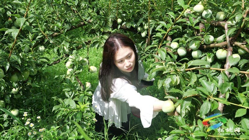 迓驾镇：奈李黄桃齐飘香 果园采摘引客来
