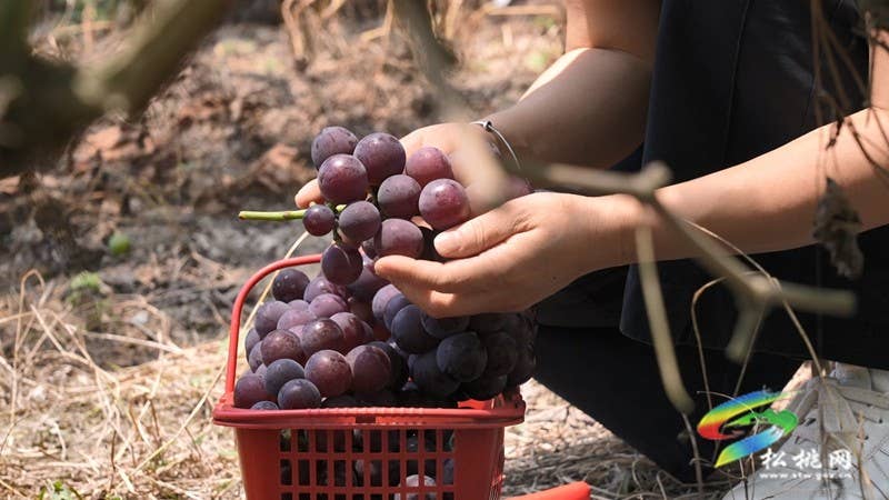 太平营街道：夏日果飘香 葡萄采摘忙