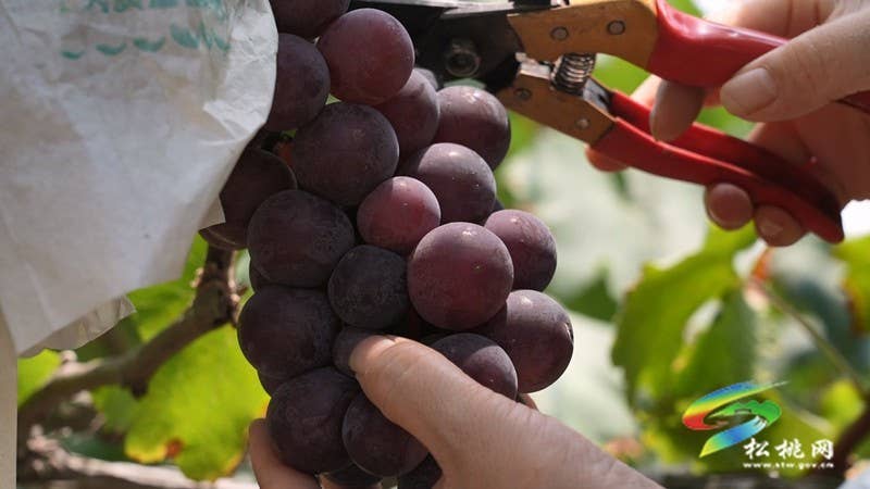 太平营街道：夏日果飘香 葡萄采摘忙