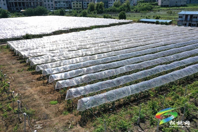 太平营街道：夏日果飘香 葡萄采摘忙