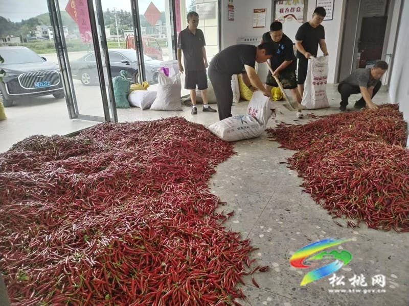辣椒丰收采摘忙 奏响致富“椒”响曲