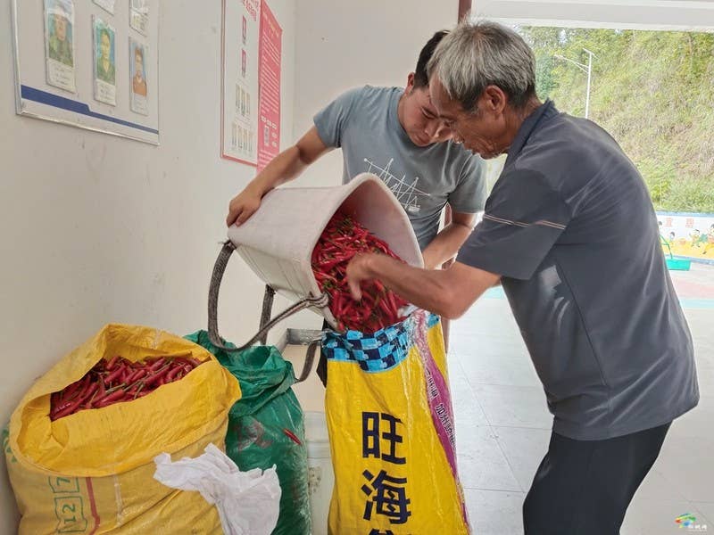 普觉镇:订单辣椒映红振兴路 党群合力谱写增收曲