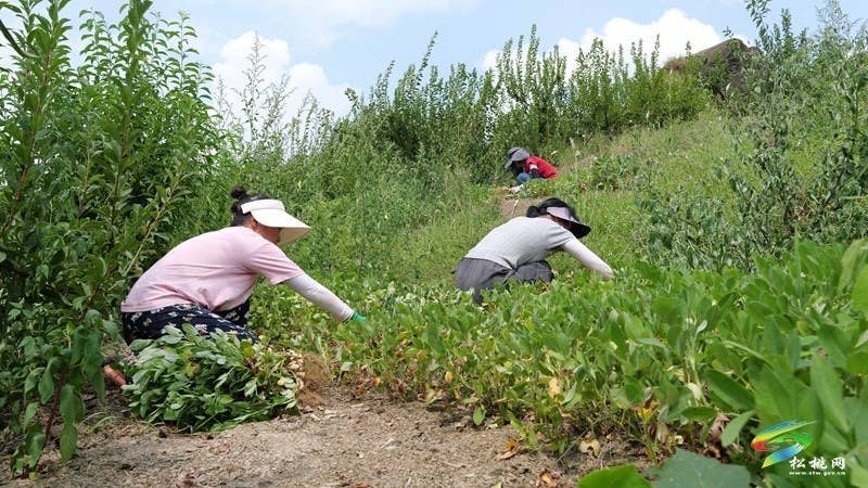 迓驾镇：秋风起 花生香 田间地头采收忙