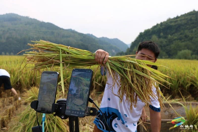 长征稻谷丰收忙，稻香飘进直播间！